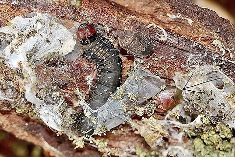 Boisduval’s Autumn Moth caterpillar - Oenosandra boisduvalii Sheltering during the day under eucalyptus bark with two species of unidentified shield bugs sharing the hiding place. Eamw moth,Oenosandra,Oenosandra boisduvalii