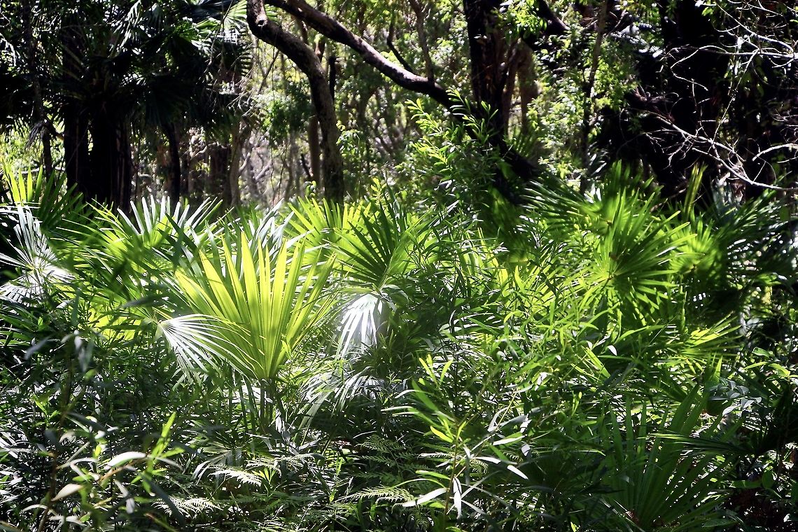 Cabbage palm seedlings - Livistonia australis All growing around the base of the parent tree. Many of course will not make it. Australia,Eamw flora,Geotagged,Livistona australis,Livistonia australis,Summer