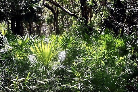 Cabbage palm seedlings - Livistonia australis All growing around the base of the parent tree. Many of course will not make it. Australia,Eamw flora,Geotagged,Livistona australis,Livistonia australis,Summer