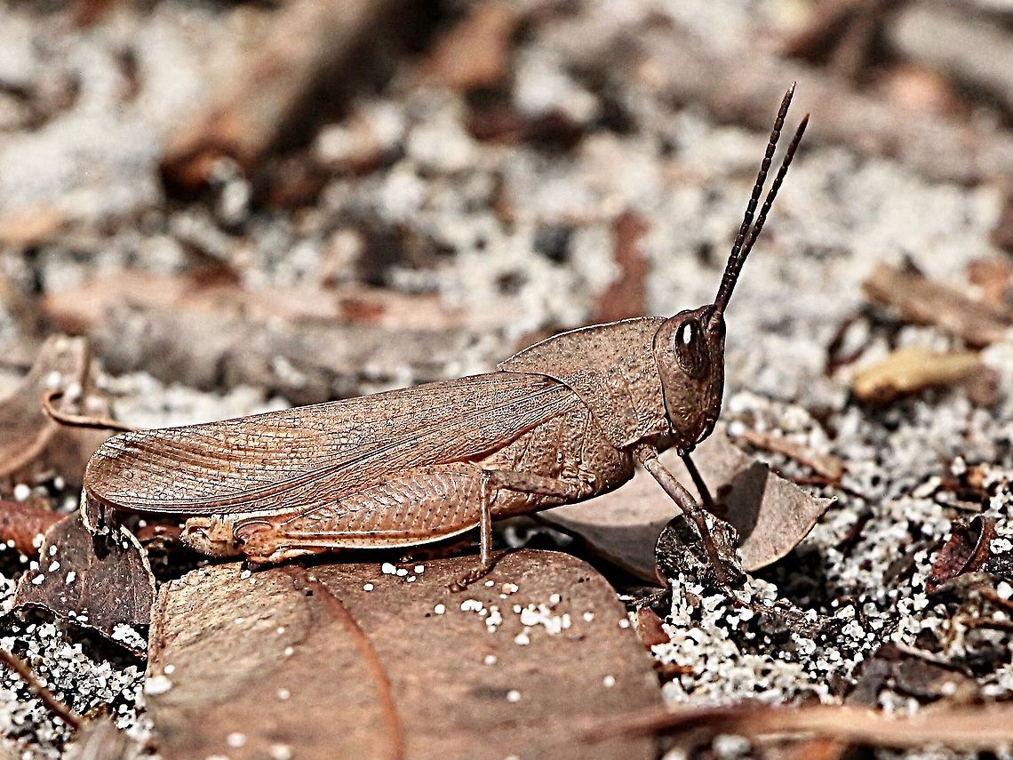 Unidentified Gumleaf Grasshopper  Australia,Eamw grasshoppers,Geotagged