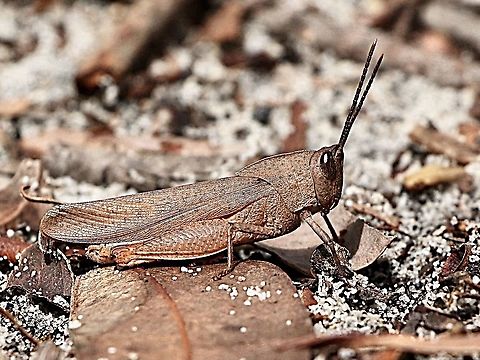 Unidentified Gumleaf Grasshopper  Australia,Eamw grasshoppers,Geotagged