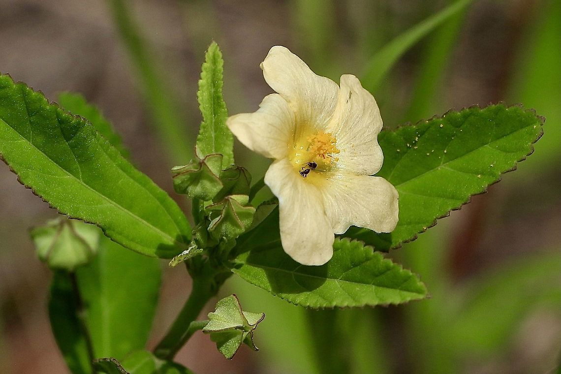 Arrow leaf Sida - Sida rhombifolia  Arrowleaf sida,Australia,Eamw flora,Geotagged,Sida rhombifolia