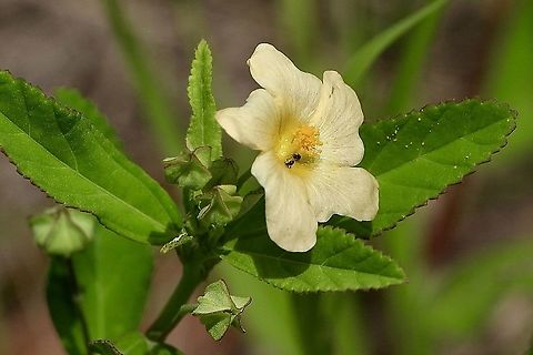 Arrow leaf Sida - Sida rhombifolia  Arrowleaf sida,Australia,Eamw flora,Geotagged,Sida rhombifolia