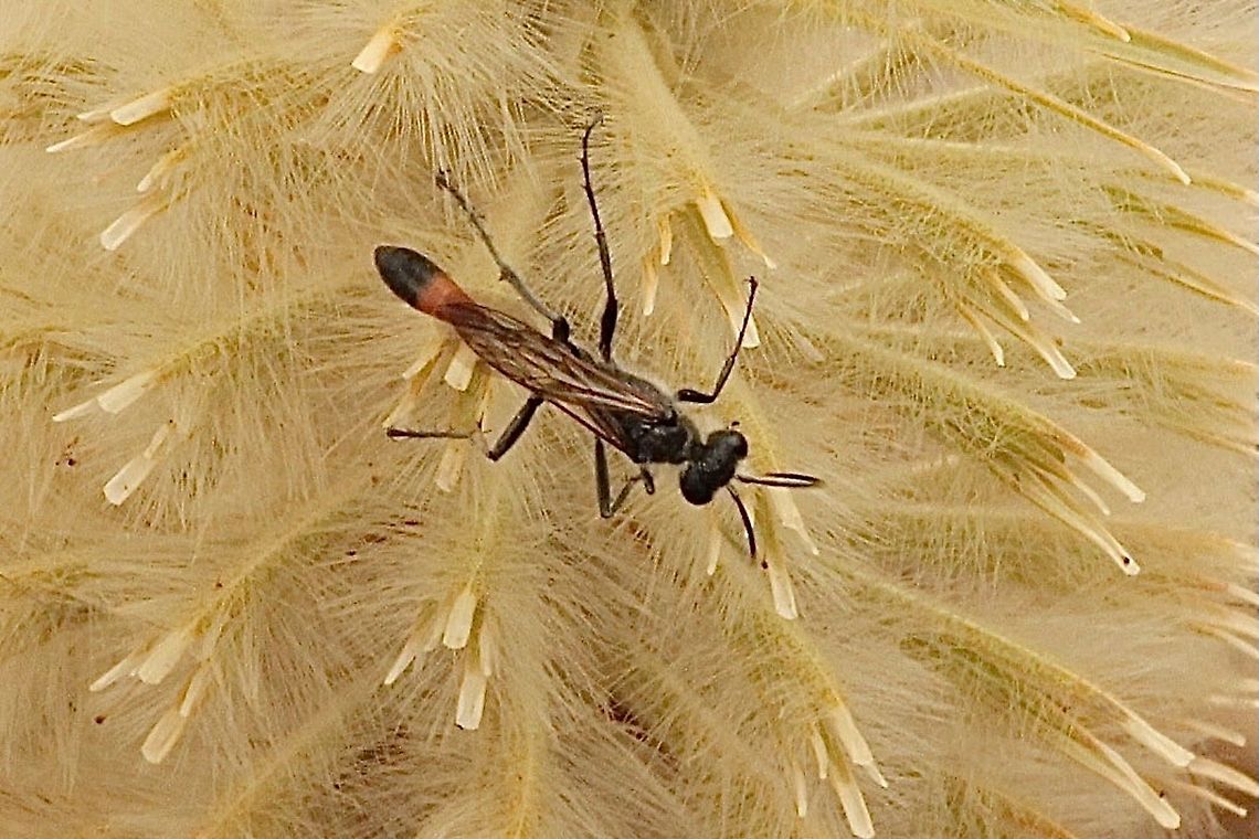 Tyde’s sandwasp - Genus :Podalonia On Ptilotus nobilis flower Australia,Eamw wasps,Geotagged,Podalonia tydei,Spring,Tyde's Sand Wasp