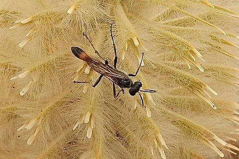 Tyde&rsquo;s sandwasp - Genus :Podalonia On Ptilotus nobilis flower Australia,Eamw wasps,Geotagged,Podalonia tydei,Spring,Tyde's Sand Wasp