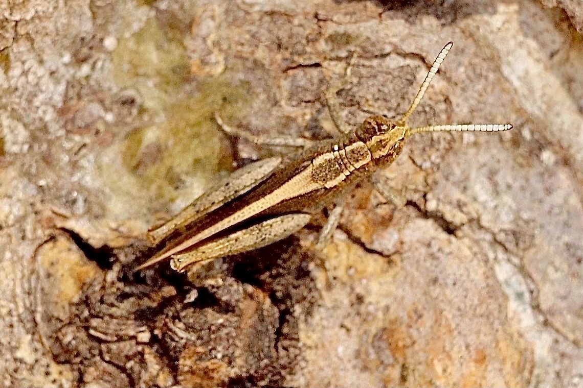 Spur-throated Grasshopper - Apotropis vittata  Apotropis vittata,Australia,Common Striped Grasshopper,Eamw grasshoppers,Geotagged,Spring