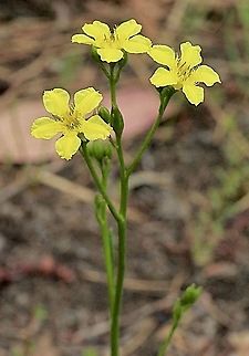 Erect or Yellow Marsh Flower        -     Liparophyllum exaltatum  Australia,Eamw flora,Erect Marsh-flower,Geotagged,Liparophyllum exaltatum,Summer