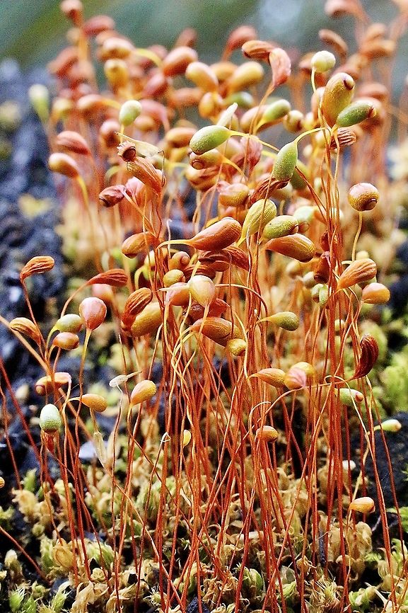 Bonfire moss - Funaria hygrometrica  Australia,Eamw flora,Fumaria hygrometrica,Funaria hygrometrica,Geotagged,Spring