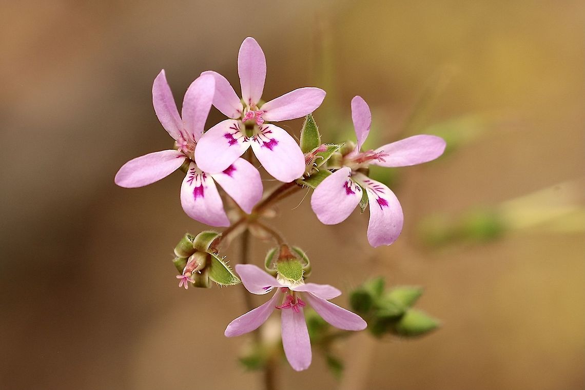 Storksbill - Pelargonium australe Each time you see it you will take a photo. Can&rsquo;t help it. Australia,Geotagged,Native storksbill,Pelargonium australe,Spring,eamw