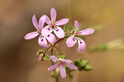 Storksbill - Pelargonium australe Each time you see it you will take a photo. Can’t help it. Australia,Geotagged,Native storksbill,Pelargonium australe,Spring,eamw