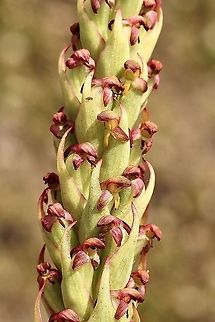 South African weed orchid - Disa bracteata Exited to find this one but disappointed to learn that it is another introduced problem plant. 
The stems are about 30 Cm high with many little orchid flowers on each. Australia,Disa bracteata,Eamw flora,Eamw orchids,Geotagged,Orchids November,Spring