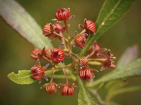 Hop bush - Dodonaea viscosa male (  flower)  Akeake,Australia,Dodonaea viscosa,Eamw flora,Geotagged,Spring