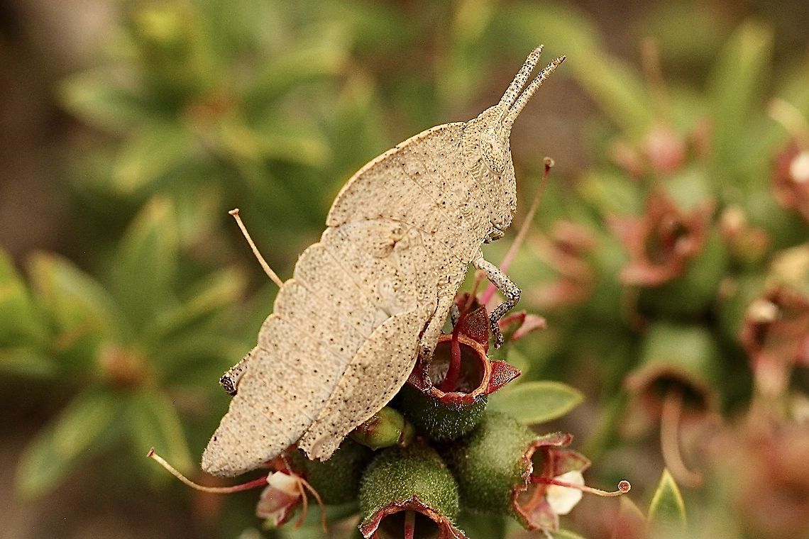 Common Gumleaf Grasshopper - Goniaea australasiae Sometimes impossible to see amongst leaf litter on the ground. Eamw grasshoppers,Goniaea australasiae