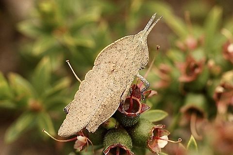 Common Gumleaf Grasshopper - Goniaea australasiae Sometimes impossible to see amongst leaf litter on the ground. Eamw grasshoppers,Goniaea australasiae