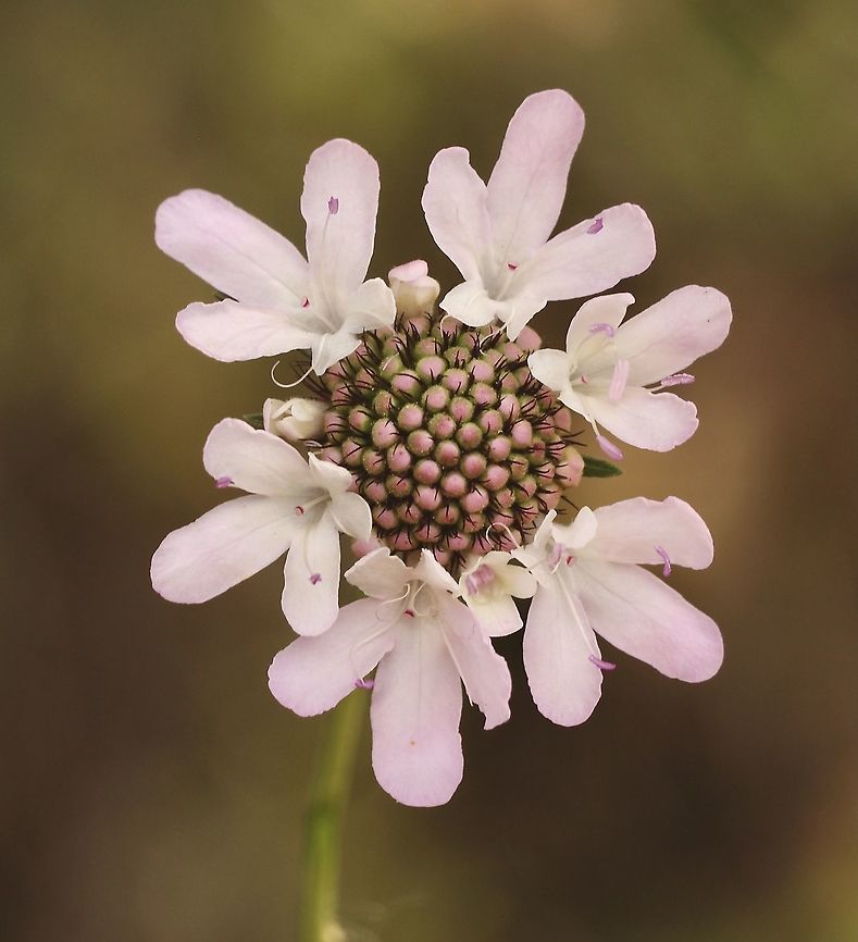 Sweet Scabious - Sixalix atropurpurea Introduced to Australia from Southern Europe . Australia,Eamw flora,Geotagged,Scabiosa atropurpurea,Spring,Sweet scabious