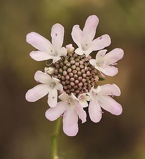 Sweet Scabious - Sixalix atropurpurea Introduced to Australia from Southern Europe . Australia,Eamw flora,Geotagged,Scabiosa atropurpurea,Spring,Sweet scabious