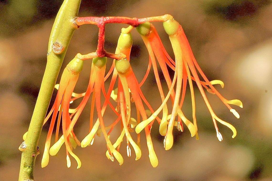 Wireleaf Mistletoe -Amyema preissii Growing on eucalyptus . It is used as a food plant by the Mistletoe moth Comocrus beari Amyema preissii,Australia,Eamw flora,Eamw mistletoe,Geotagged,Spring,Waitpinga SA,Wireleaf Mistletoe