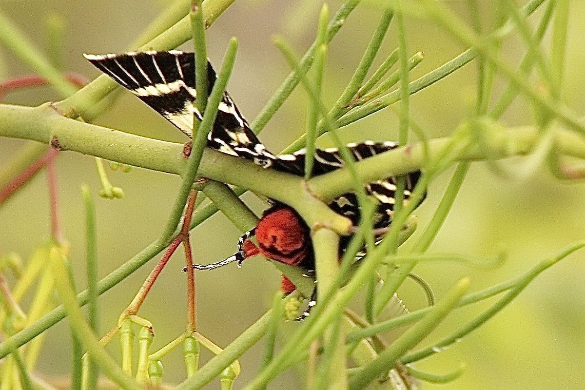 Mistletoe moth - Comocrus beari The only image with reasonable focus. This female was very interested in the mistletoe , mostlikely wanting to deposit eggs onto the food plant for that species of moth. She would fly rapidly with only maybe 1 or 2 seconds when she was quiet giving almost no chance to focus on her. Australia,Comocrus behri,Comocrus ew,Eamw moth,Geotagged,Mistletoe Moth,Spring