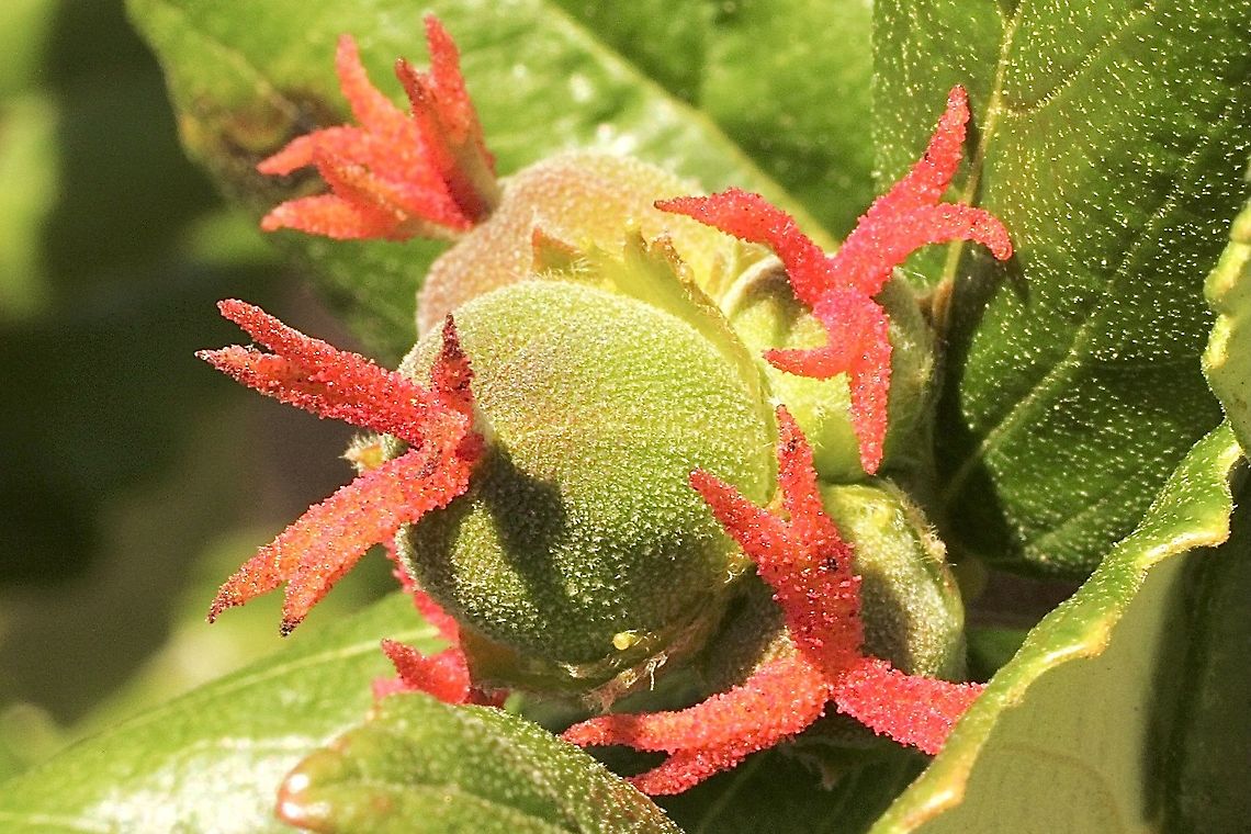 Bitter bush - Adriana quadripartita Flowering. Adriana quadripartita,Australia,Bitter Bush,Eamw flora,Geotagged,Spring