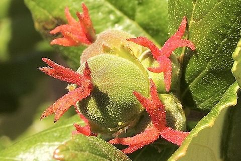 Bitter bush - Adriana quadripartita Flowering. Adriana quadripartita,Australia,Bitter Bush,Eamw flora,Geotagged,Spring
