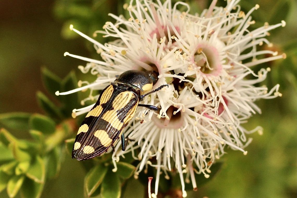 Jewel beetle - Castiarina adelaidae Nectaring on Kunzea flowers Australia,Castiarina adelaidae,Eamw beetles,Geotagged,Spring,eamw jewel beetles