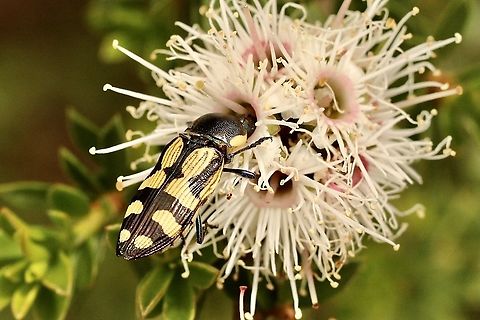 Jewel beetle - Castiarina adelaidae Nectaring on Kunzea flowers Australia,Castiarina adelaidae,Eamw beetles,Geotagged,Spring,eamw jewel beetles