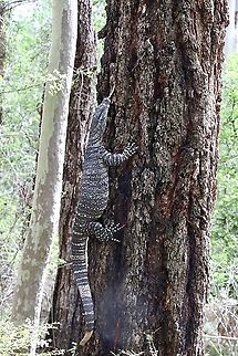 Lace monitor - Varanus varius  Australia,Eamw reptiles,Geotagged,Lace monitor,Summer,Varanus varius