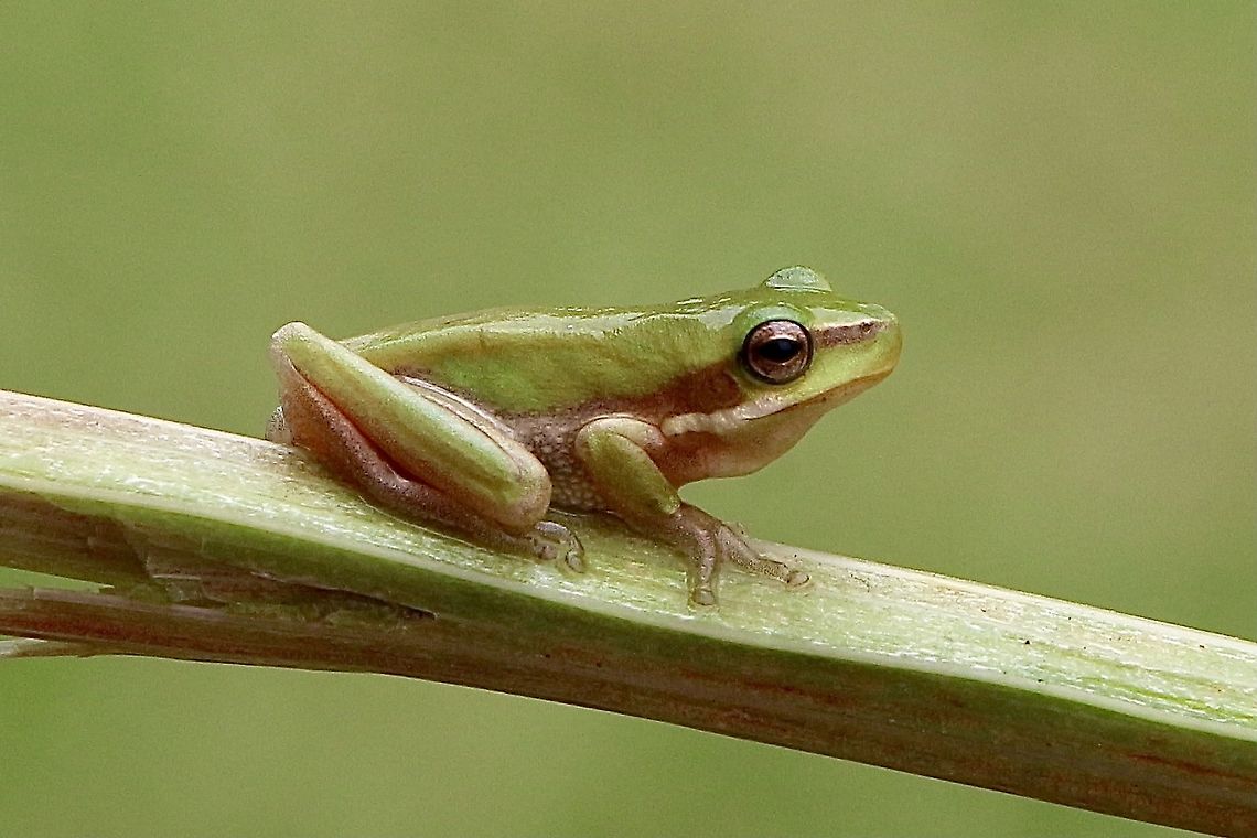 Eastern dwarf tree frog - Litoria fallax  Australia,Eamw frogs,Eastern dwarf tree frog,Geotagged,Litoria fallax,Summer
