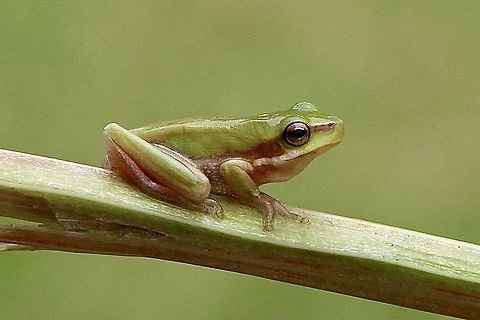 Eastern dwarf tree frog - Litoria fallax  Australia,Eamw frogs,Eastern dwarf tree frog,Geotagged,Litoria fallax,Summer