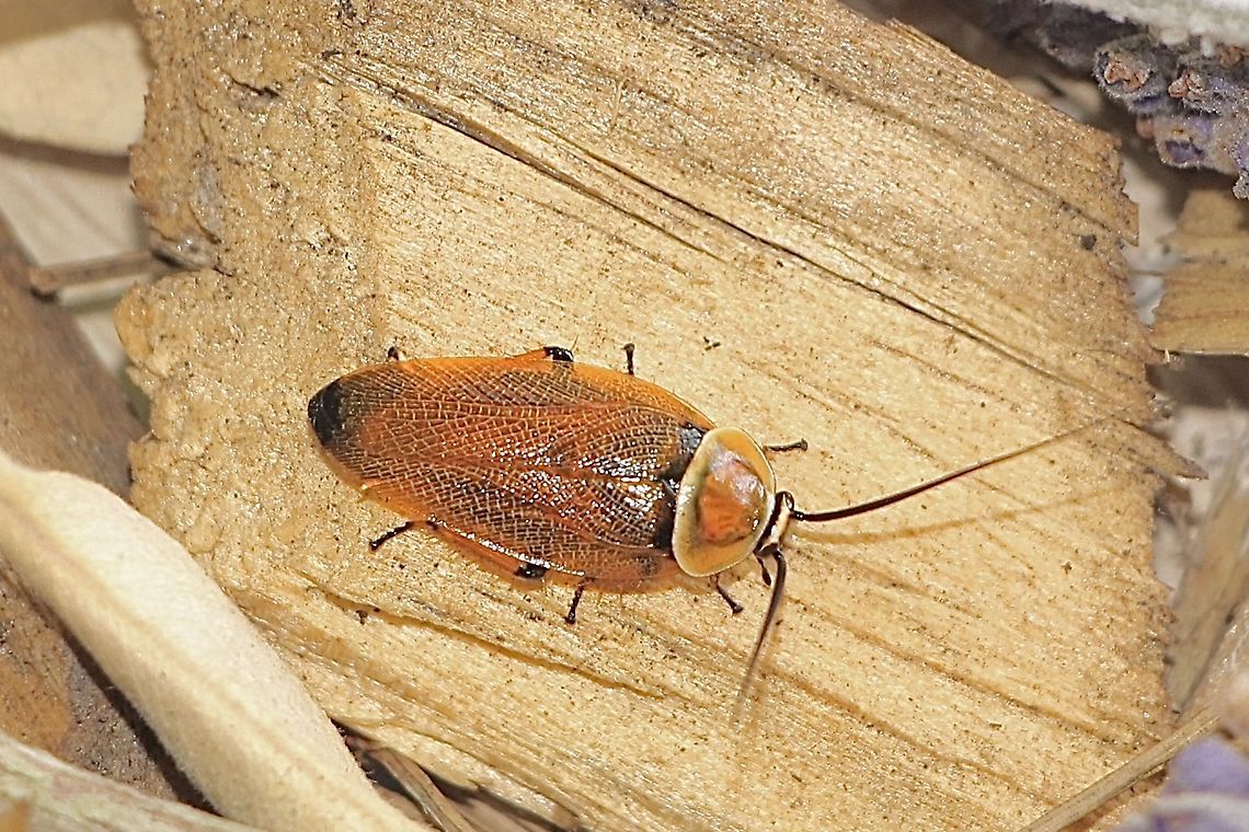 Bush cockroach - Ellipsidion humerale It looks almost identical to the Ellipsidion australe cockroach,except it is only 12-14 mm in size. Australia,Eamw cockroaches,Ellipsidion humerale,Geotagged,Spring