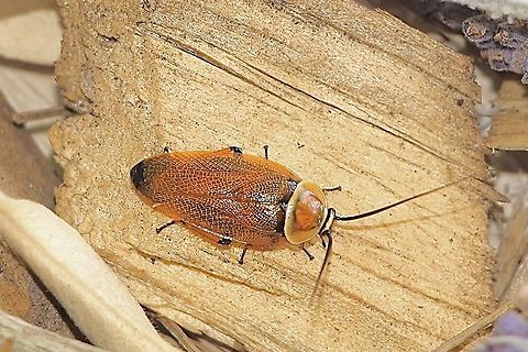 Bush cockroach - Ellipsidion humerale It looks almost identical to the Ellipsidion australe cockroach,except it is only 12-14 mm in size. Australia,Eamw cockroaches,Ellipsidion humerale,Geotagged,Spring