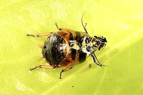 Bush cockroach - Ellipsidion humerale Final instar exoskeleton 10 mm Australia,Common Ellipsidion,Eamw cockroaches,Ellipsidion humerale,Geotagged,Spring