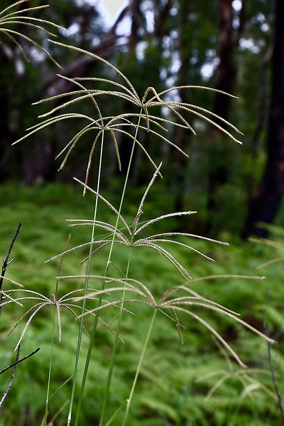 Rhodes grass Sometimes called helicopter grass, growing along forest margins Australia,Chloris gayana,Eamw flora,Geotagged,Rhodes grass,Summer