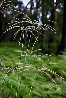 Rhodes grass Sometimes called helicopter grass, growing along forest margins Australia,Chloris gayana,Eamw flora,Geotagged,Rhodes grass,Summer