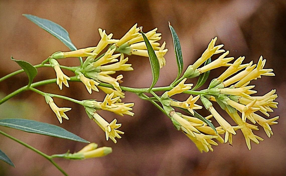Green centrum - Centrum parqui  Australia,Centrum parqui,Cestrum parqui,Eamw flora,Geotagged,Summer