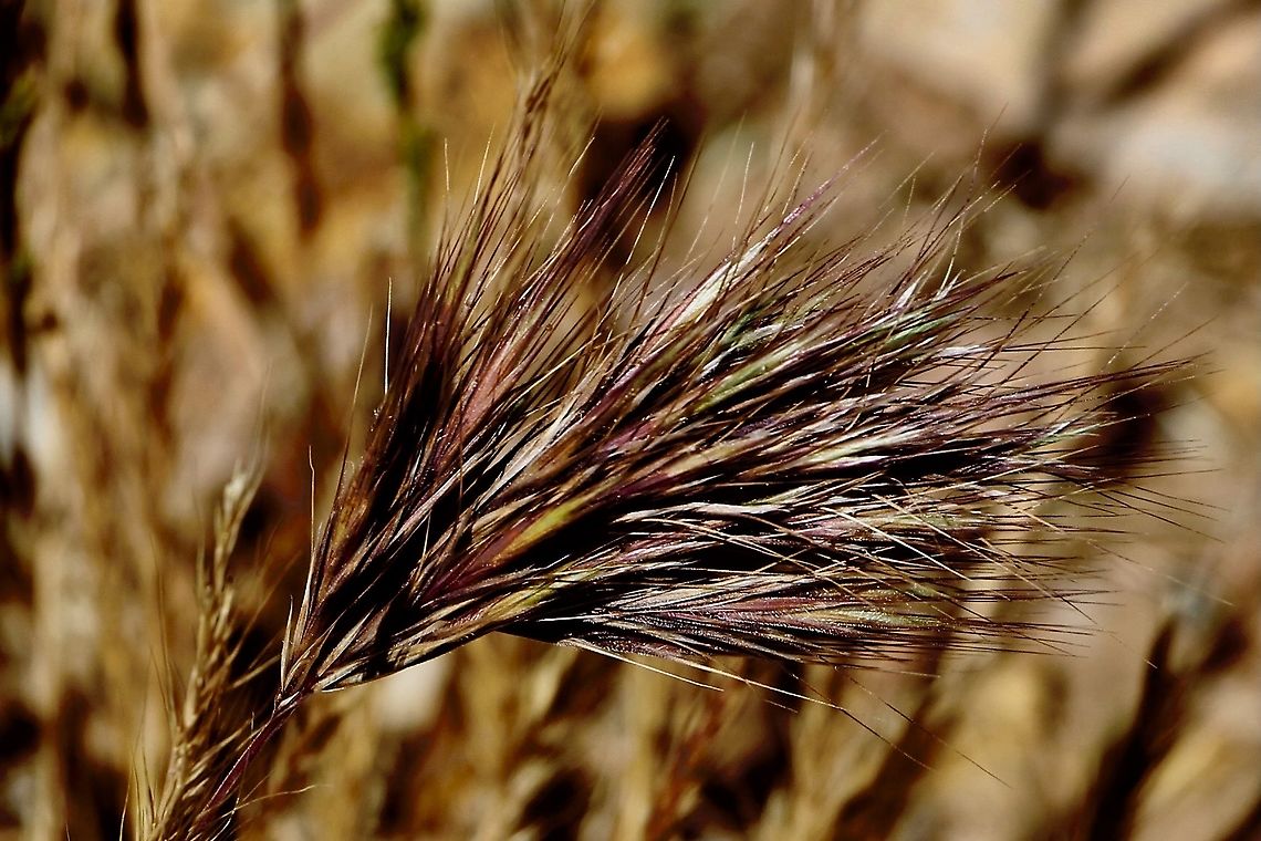 Brome grass - Bromus madritensis A European grass introduced into Australia  Australia,Bromus madritensis,Eamw flora,Geotagged,Spring