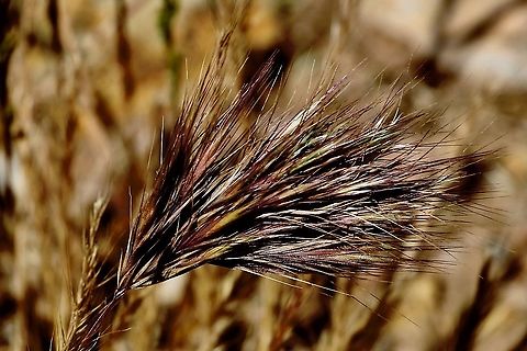 Brome grass - Bromus madritensis A European grass introduced into Australia  Australia,Bromus madritensis,Eamw flora,Geotagged,Spring