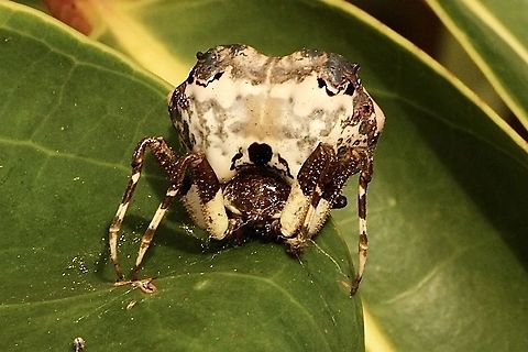Bird dropping spider - Celaenia excavata Australia,Celaenia excavata,Eamw spiders,Geotagged,Spring
