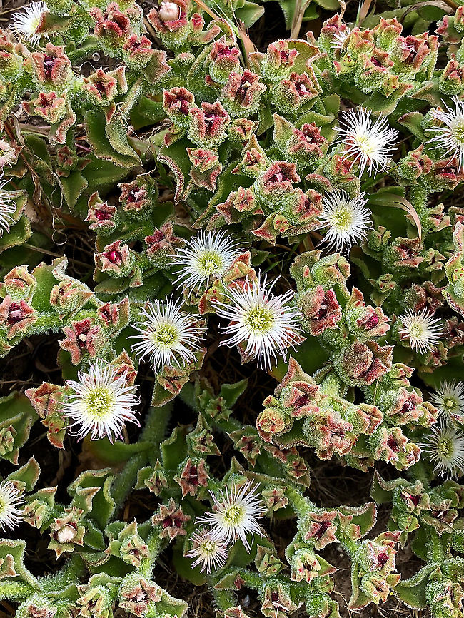 Crystalline ice plant - Mesembryanthemum crystallinum,Encounter Beach,November,  Australia,Common iceplant,Eamw flora,Geotagged,Mesembryanthemum crystallinum