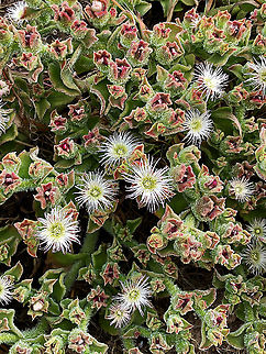 Crystalline ice plant - Mesembryanthemum crystallinum,Encounter Beach,November,  Australia,Common iceplant,Eamw flora,Geotagged,Mesembryanthemum crystallinum