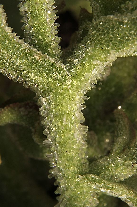 Crystalline ice plant - Mesembryanthemum crystallinum Stem of Mesembryanthemum crystallinum is covered with enlarged epidermal cells, called &quot;bladder cells&quot;. The main function of these bladder cells is to reserve water. Australia,Common iceplant,Eamw flora,Geotagged,Mesembryanthemum crystallinum,Spring