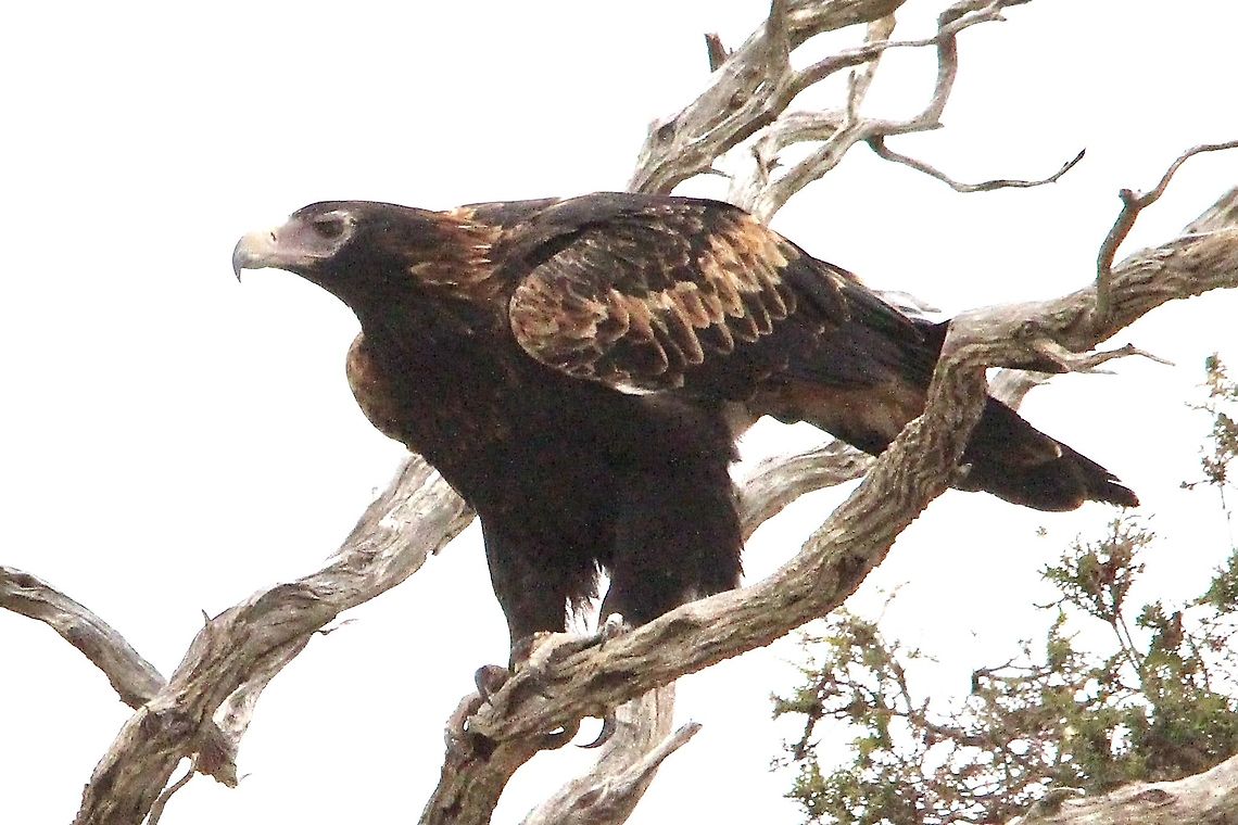 Wedge-tailed Eagle - Aquila audax Date spotted 10.5.2017 Aquila audax,Australia,Birds Carpender Rocks SA,Eamw birds,Eamw birds of prey,Geotagged,Wedge-tailed Eagle