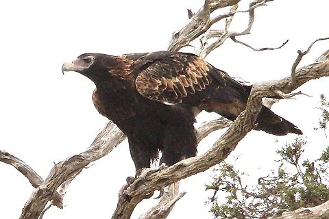 Wedge-tailed Eagle - Aquila audax Date spotted 10.5.2017 Aquila audax,Australia,Birds Carpender Rocks SA,Eamw birds,Eamw birds of prey,Geotagged,Wedge-tailed Eagle