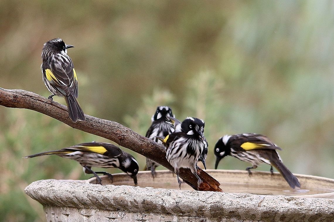 New Holland honeyeaters - Phylidonyris novaehollandiae On a hot afternoon all want a refreshing drink.<br />
Observed 20.11.2015 Australia,Eamw birds,Eamw honeyeaters,Geotagged,New Holland honeyeater,Phylidonyris novaehollandiae,Willunga SA