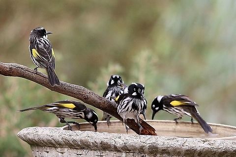 New Holland honeyeaters - Phylidonyris novaehollandiae On a hot afternoon all want a refreshing drink.
Observed 20.11.2015 Australia,Eamw birds,Eamw honeyeaters,Geotagged,New Holland honeyeater,Phylidonyris novaehollandiae,Willunga SA