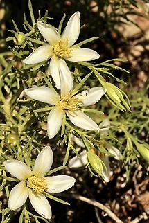 Genus: Peganum About 6 species, from the western Mediterranean to Mongolia, also Mexico and Texas; 1 species naturalised in Australia.
https://vicflora.rbg.vic.gov.au/flora/taxon/ Australia,Eamw flora,Geotagged,Spring