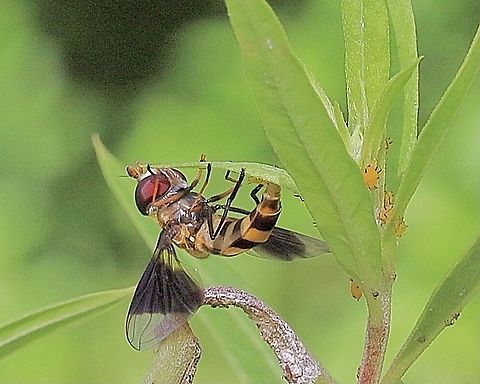Hover fly species - Dideopsis aegrota Depositing eggs amongst a aphid colony. Australia,Dideopsis aegrota,Eamw Hoover flies,Geotagged