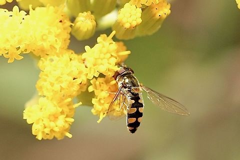 Common Halfband - Melangyna viridiceps  Australia,Common Halfband,Eamw Hoover flies,Geotagged,Melangyna viridiceps,Spring