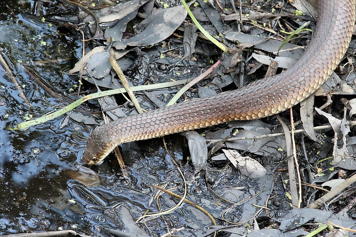 Lowlands Copperhead - Austrelaps superbus On a hot somers day this snake needed a cool drink.<br />
NOTE- renamed to Lowlands Copperhead instead of Brown snake.<br />
<br />
 Australia,Austrelaps superbus,Eamw reptiles,Geotagged,Lowland copperhead,Summer