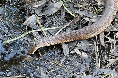 Lowlands Copperhead - Austrelaps superbus On a hot somers day this snake needed a cool drink.
NOTE- renamed to Lowlands Copperhead instead of Brown snake.
Australia,Austrelaps superbus,Eamw reptiles,Geotagged,Lowland copperhead,Summer
